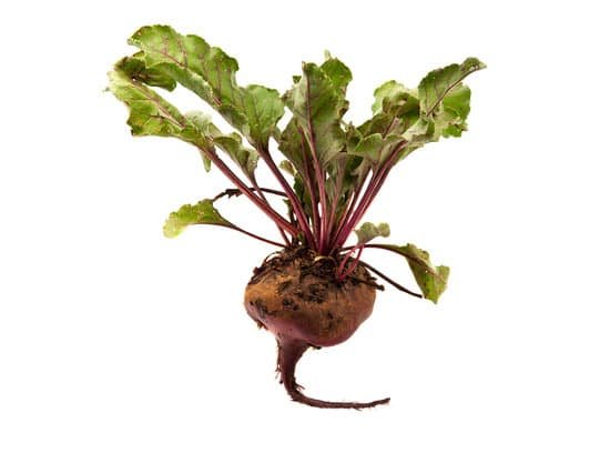 canva beet root isolated