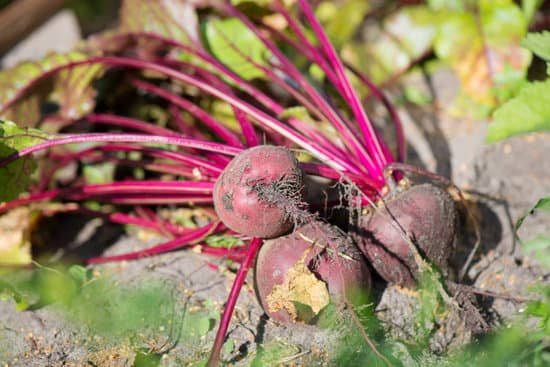 canva beet roots in garden MACuKAAZPt4