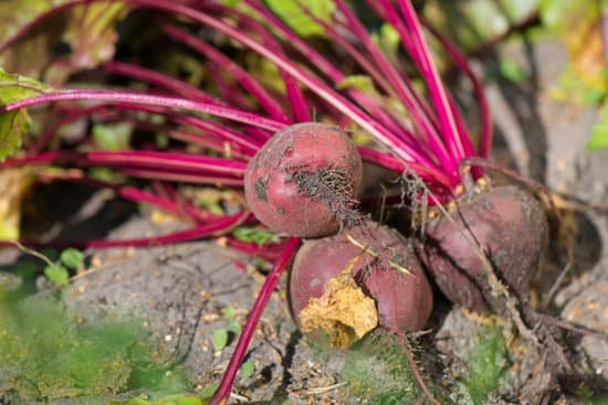 canva beet roots in garden MACuKMAR9LE