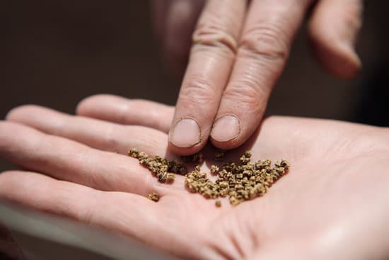 canva beet seeds on the palm of an elderly person MAEO36P2q40