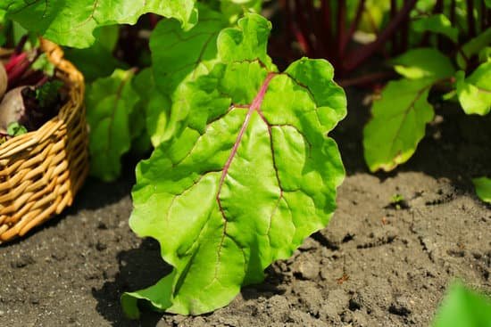 canva beet tops on the soil up close MAD MU4g3Gs