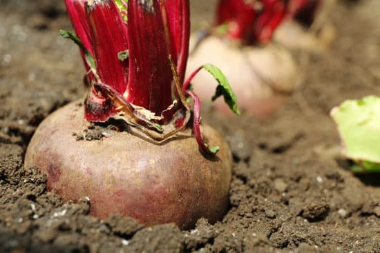 canva beetroot growing on the ground MAD MeDMBug