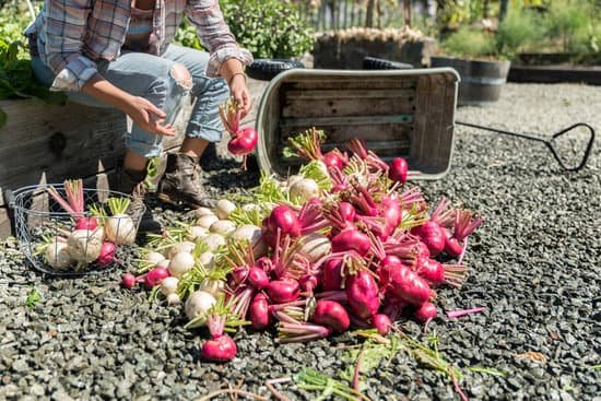 canva beets