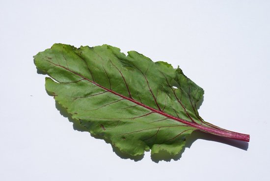canva beets MADFoQR3Lk8