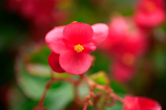 canva begonia MAC A3kdzSY