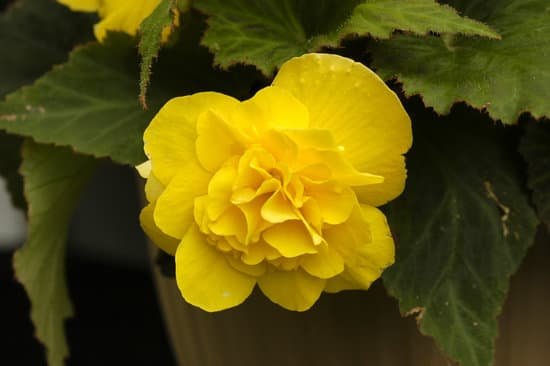 canva begonia MAC6TVuEkLM