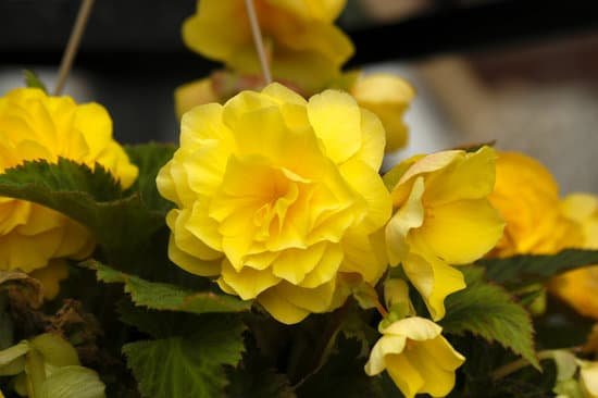 canva begonia MAC6Ti s5bw