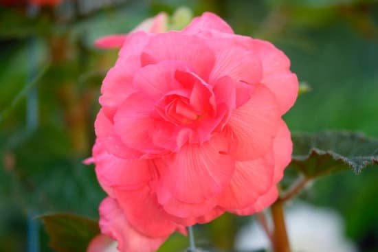 canva begonia MAC963w4fhk
