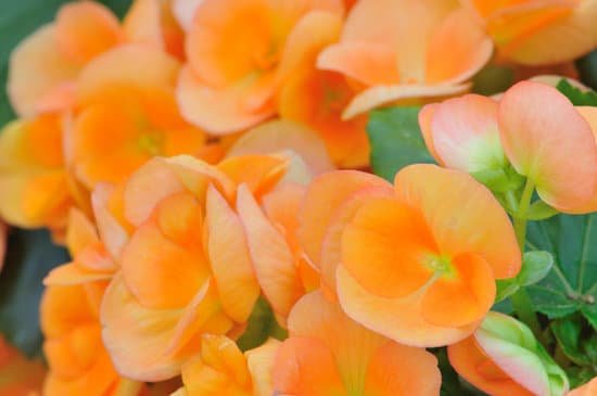 canva begonia MAC9JdYfdGw