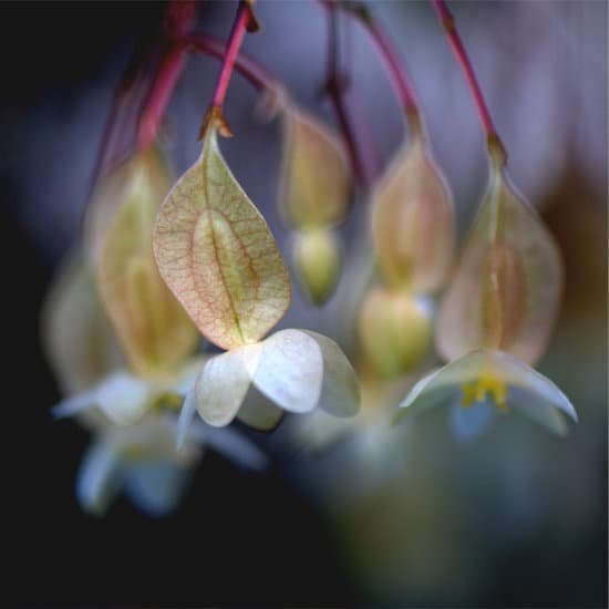 what-is-the-lowest-temp-a-begonias-can-tolerate-jacanswers