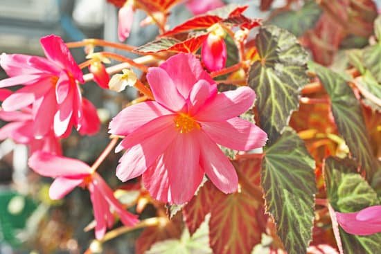 canva begonia