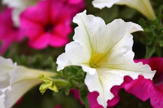 canva begonia