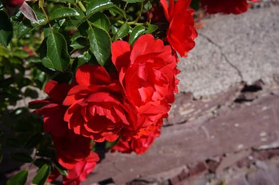 canva begonia MADBvT0D F0