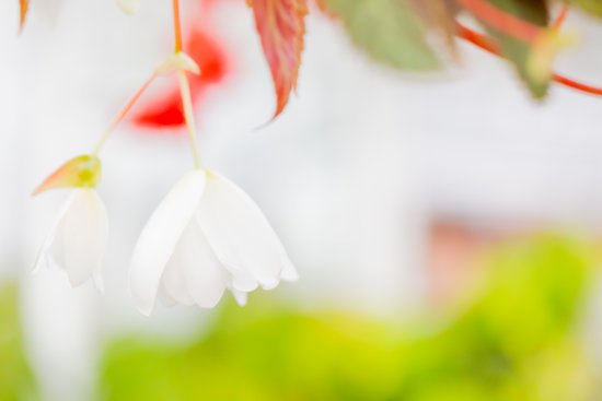 canva begonia MADF0 oTggk