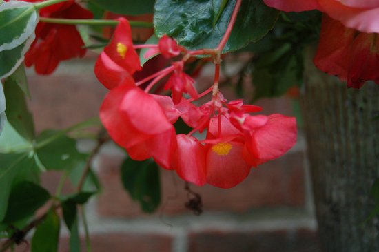 canva begonia MADFwMmooBQ