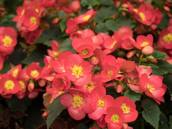 canva begonia MADFz 29W2A