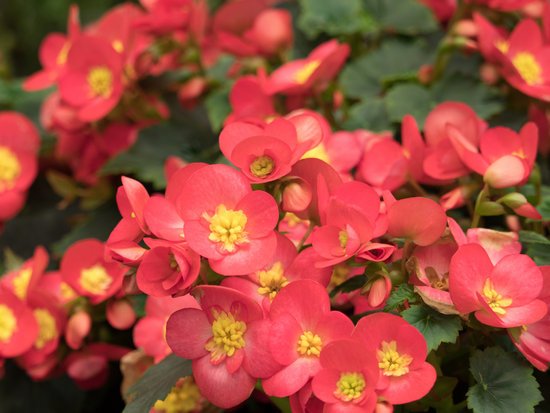 canva begonia MADFz34mwQ8