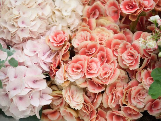 canva begonia MADFz5rNkj4