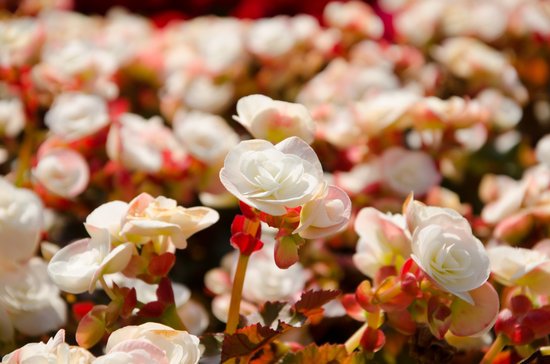 canva begonia MADGGvkmu g