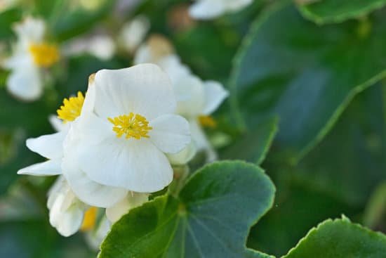 canva begonia MADNAAO1CMQ