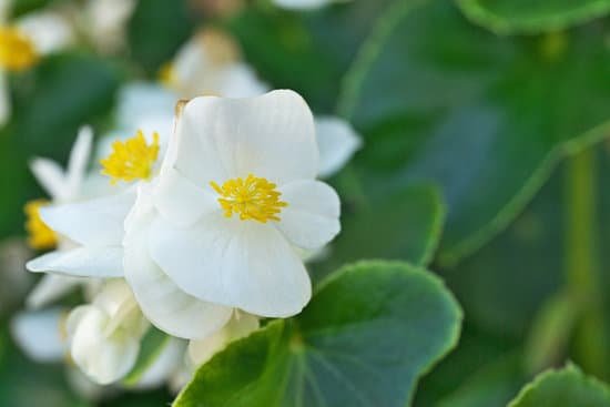 canva begonia MADNAARmmJU