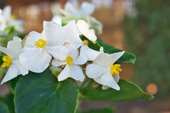 canva begonia MADNAIqg85A