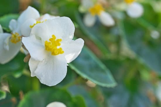 canva begonia MADNANhWHC0