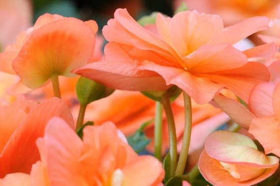 canva begonia MAED9tKKMzA