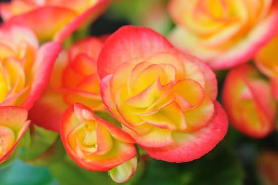 canva begonia MAEEXCuivy4