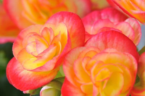 canva begonia MAEJFoXuUOs