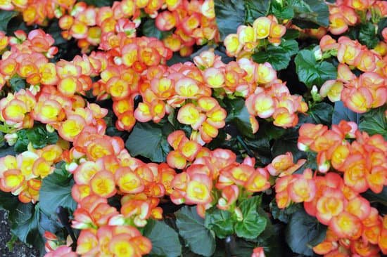 canva begonia MAEJGn 8FjE