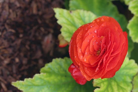 canva begonia flower MADAkJIcXfY