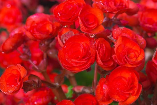 canva begonia flower MADBYnUggtA