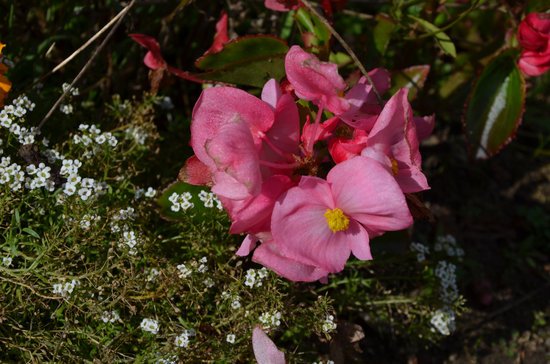 canva begonia flower MADFqrD004A