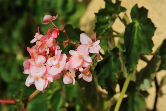 canva begonia minor MAEFDBn 1tY