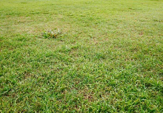 canva bermuda grass