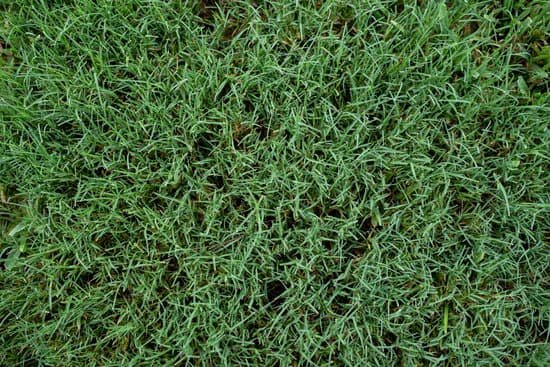 canva bermuda grass MAEC2b5cgGY