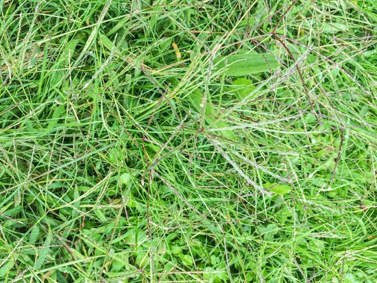 canva bermuda grass or wiregrass MADFcmVknpE