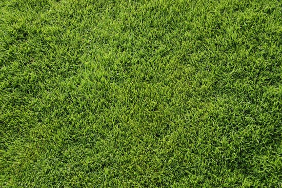 canva bermuda grass top view MADz4u10L0g