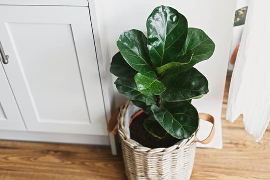 canva big fiddle leaf fig tree in stylish modern pot near kitchen furn MAEYSqb3DDA