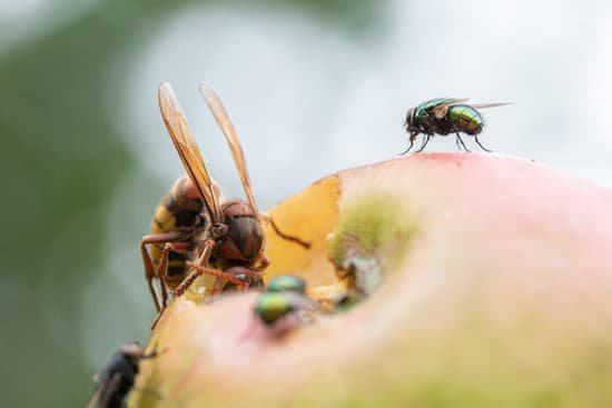 canva big hornet and flies eating an apple closeup MAEFyYBSJ1E