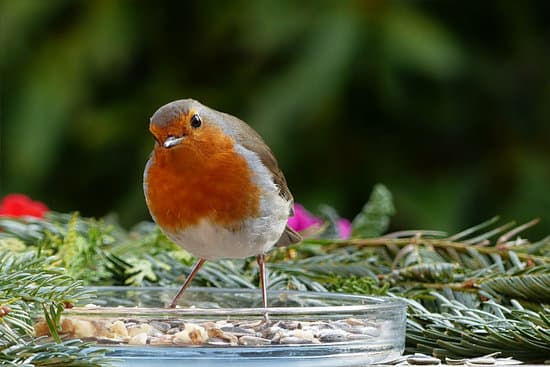 canva bird in nature MADQ5ZkTuLc