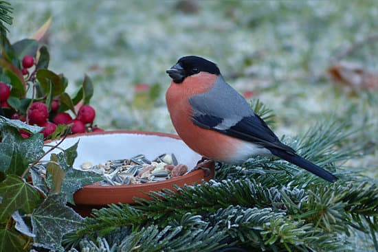 canva bird on a plate with seeds MADQ5dLGbns