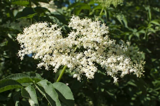 canva black elderberry bush blossom MAC9adAel5E