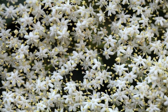 canva black elderberry flowers sambucus nigra MADCNYhaooM