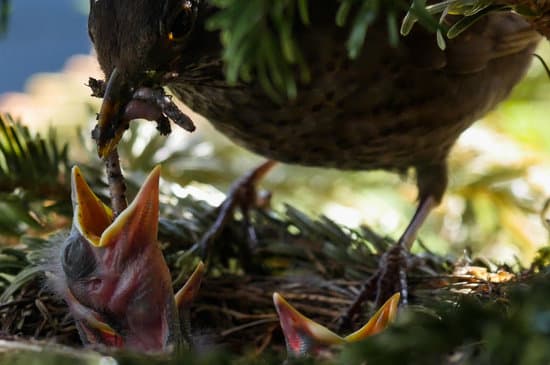 canva blackbird feeding worms to its chicks MADQ5YYOUB4