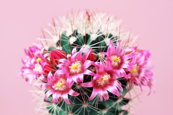 canva blooming cactus with pink flowers MAEflOUB3Z8