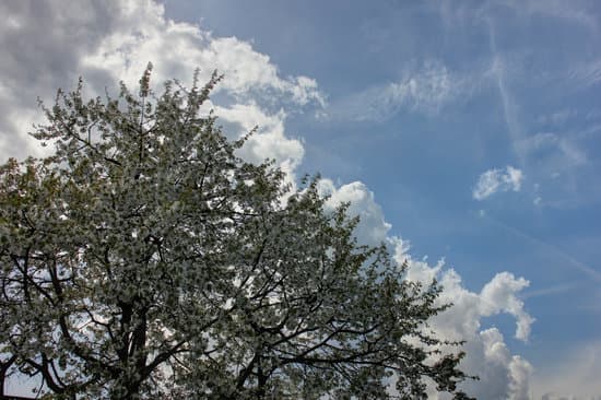 canva blooming cherry tree MADBGN6HVOA