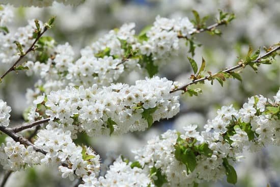 canva blooming cherry tree MAEE6VIpEEk