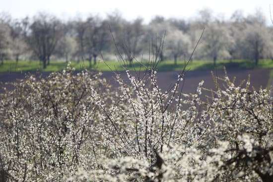 canva blooming cherry tree MAEEH12Saqk